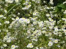 erigeron annuus