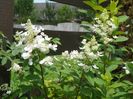 hydrangea pan. Tardiva