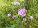centaurea jacea