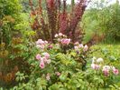 Pink Roadrunner si berberis Orange Rocket