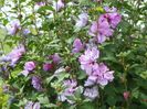 hibiscus syriacus Ardens
