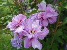 hibiscus syriacus Ardens