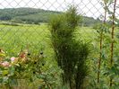 frangula alnus Fine Line