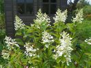 hydrangea paniculata Pink Diamond - Interhydia