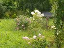 hydrangea pan. Polar Bear - Phantom