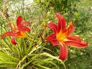 hemerocallis Crimson Pirate