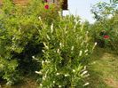 clethra anifolia