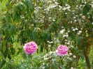 Cottage Rose si erigeron annuus