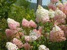 hydrangea paniculata Sundae Fraise