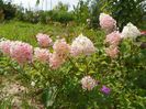 hydrangea paniculata Polar Bear