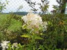 hydrangea paniculata Limelight
