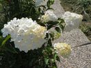 hydrangea Vanille Fraise
