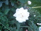 DSC06056