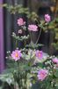 anemone japonica prinz heinrich