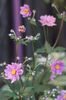 anemone japonica prinz heinrich