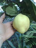 gutui