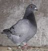 Vandut