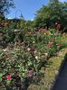 14.08.2019 Butchart Garden