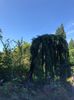 14.08.2019 Butchart Garden