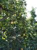 Necunoscut octombrie (aduce cu Ionagold)