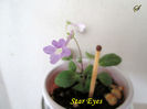Star Eyes(17-08-2019)