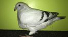 IMG-20190816-WA0004