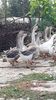 VideoCapture_20190818-183615
