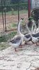 VideoCapture_20190818-183552