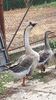 VideoCapture_20190818-183550