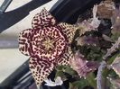 Stapelia variegata-varianta harnica anul asta