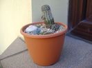 Grup de 3 cactusi