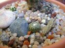 Blossfeldia lilliputana v. atroviridis