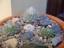 Grup de 3 Strombocactus