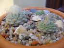 Grup de 3 Strombocactus