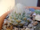 Strombocactus disciformis