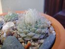 Strombocactus disciformis
