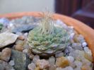 Strombocactus disciformis ssp. jarmillae, Jalpan Mx.