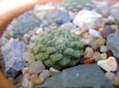 Strombocactus disciformis Vizarron, Queretaro, Mx