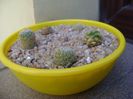 Grup de 6 Mammillaria
