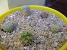 Grup de 6 Mammillaria