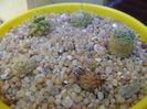 Grup de 6 Mammillaria