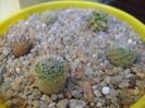 Grup de 6 Mammillaria