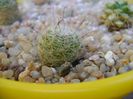 Mammillaria grahamii