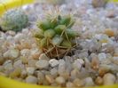 Mammillaria peninsularis