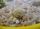 Mammillaria boolii