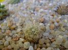 Mammillaria boolii