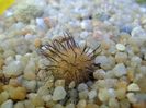 Mammillaria stella-de-tacubaya
