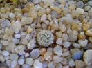 Mammillaria perezdelarosae