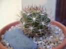 Weingartia lanata (Rebutia neocumingii ssp. lanata)