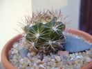 Weingartia lanata (Rebutia neocumingii ssp. lanata)
